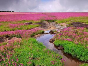 Kas Pathar - Kaas Plateau Panchgani Maharashtra