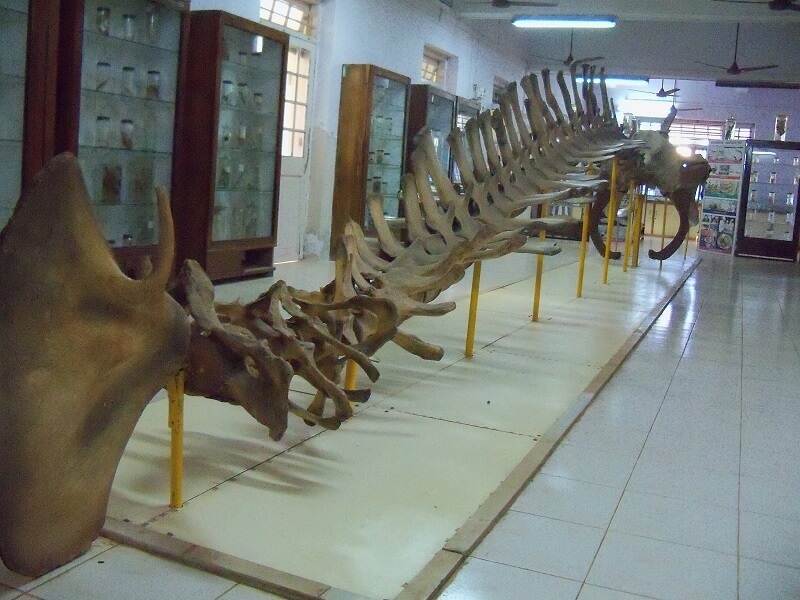 Marine Aquarium & Museum, Ratnagiri, Maharashtra