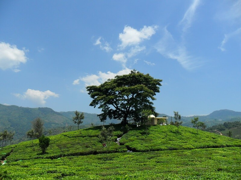 Tea Pantation Near Kotagiri - Tamil Nadu