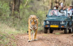 Top Things to Do in Ranthambore for an Exciting trip in 2026