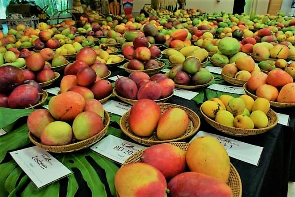 delhi tourism mango festival