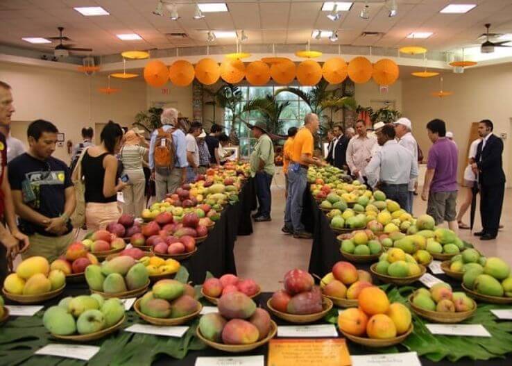 Pinjore Mango Festival, Haryana