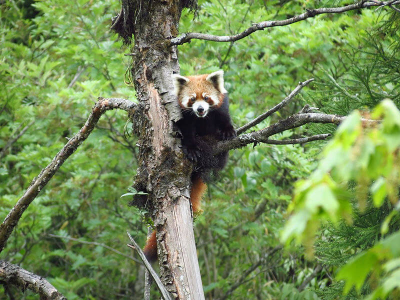 Red Panda at Neora National Park, West Bengal