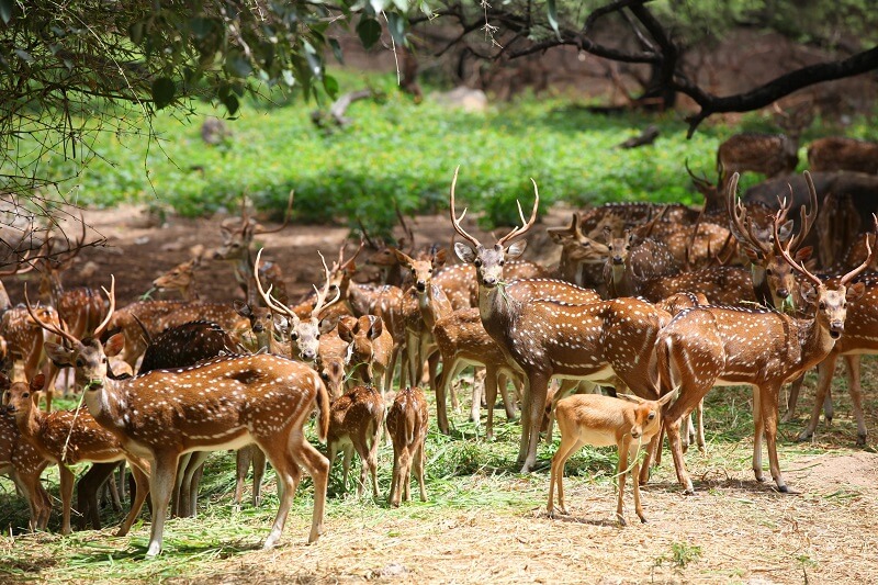 Rehmapur Wildlife Sanctuary, Hoshiarpur, Punjab