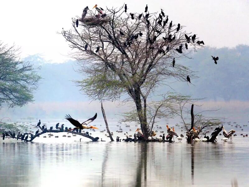 Sultanpur Bird Sanctuary, Haryana