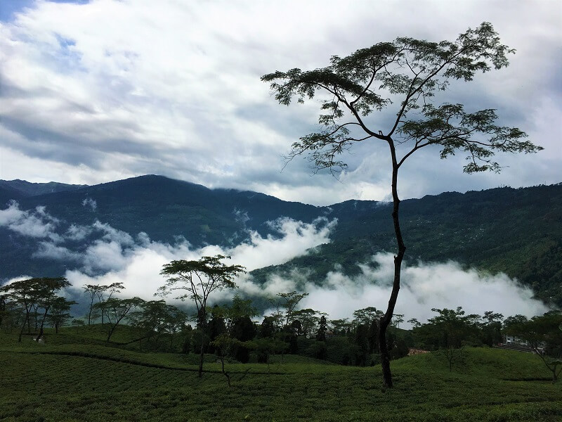 The Land of Mist or Fog in Takdah, West Bengal