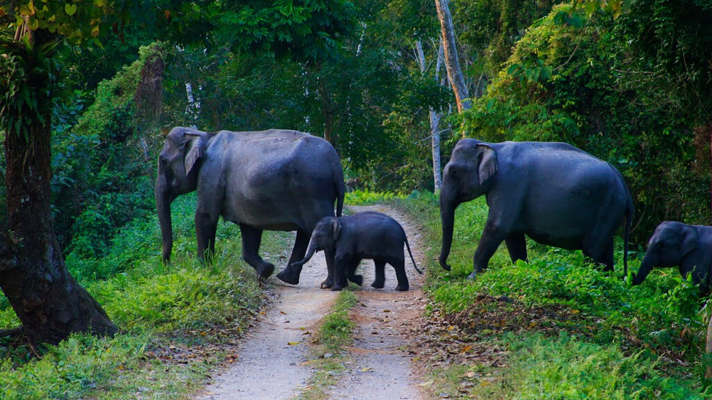 Begur Wildlife Sanctuary, Kerala