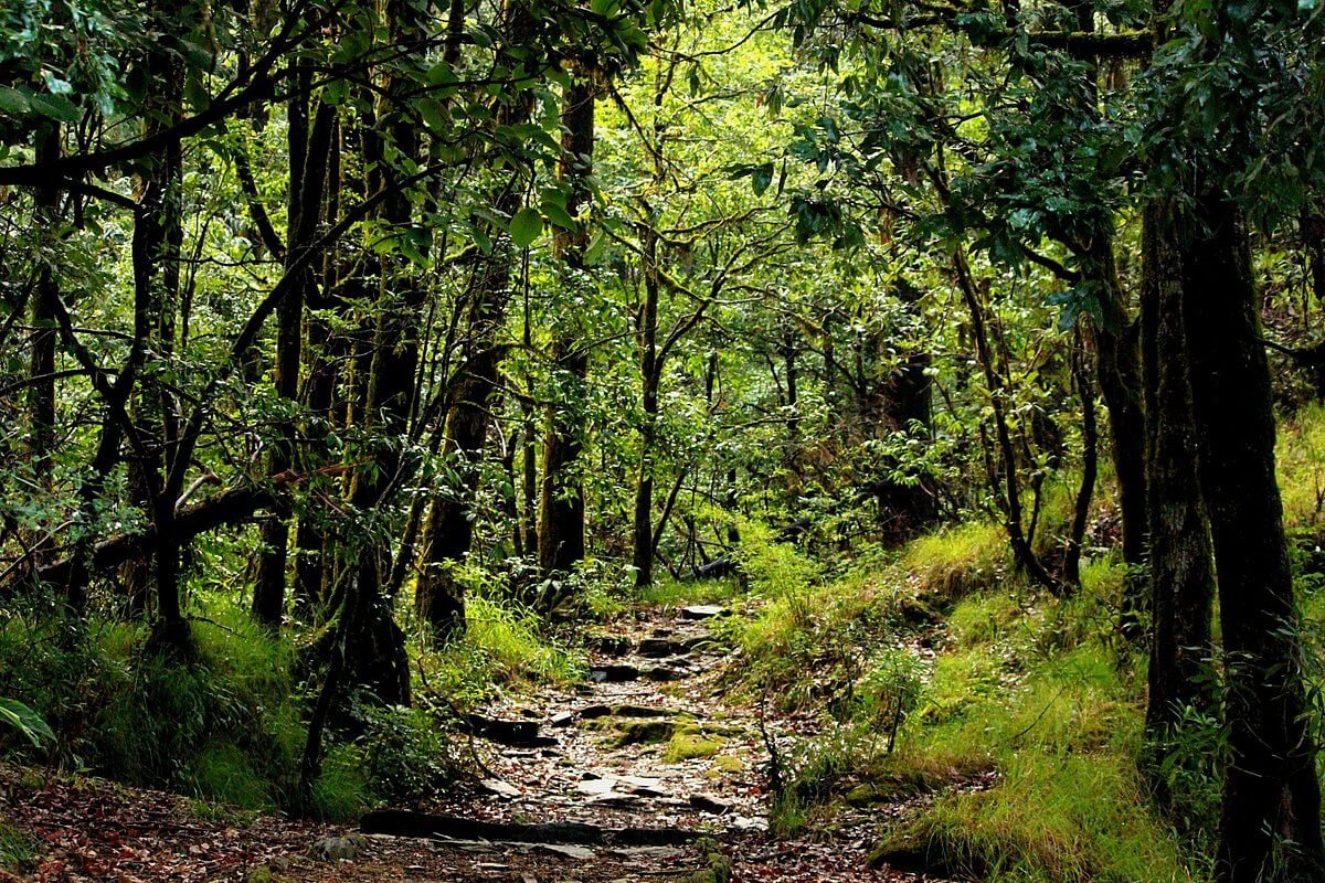 Binsar Wildlife Sanctuary, Almora, Uttarakhand
