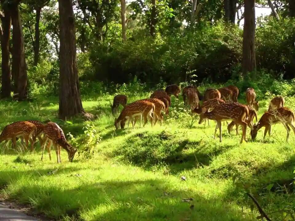 Deer Park, Almora, Uttarakhand