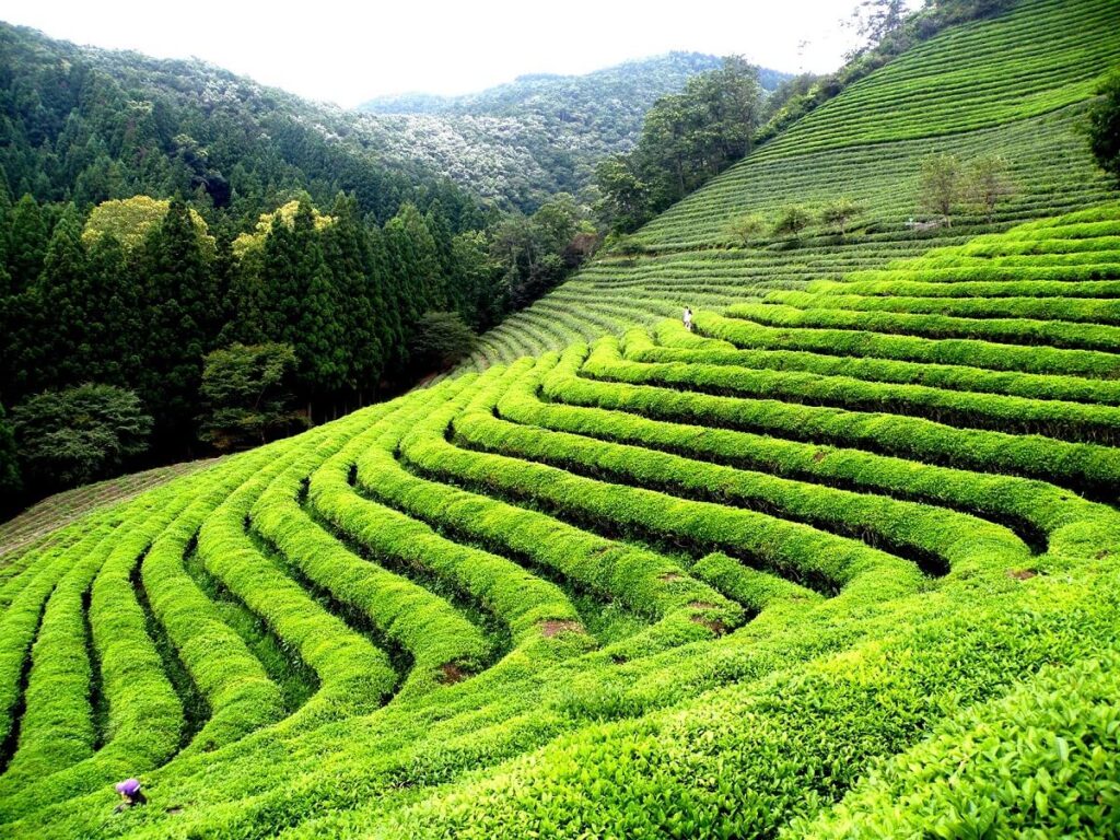 Happy Valley Tea Estate, Darjeeling, West Bengal