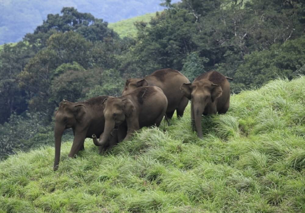 Idukki Wildlife Sanctuary, Kerala