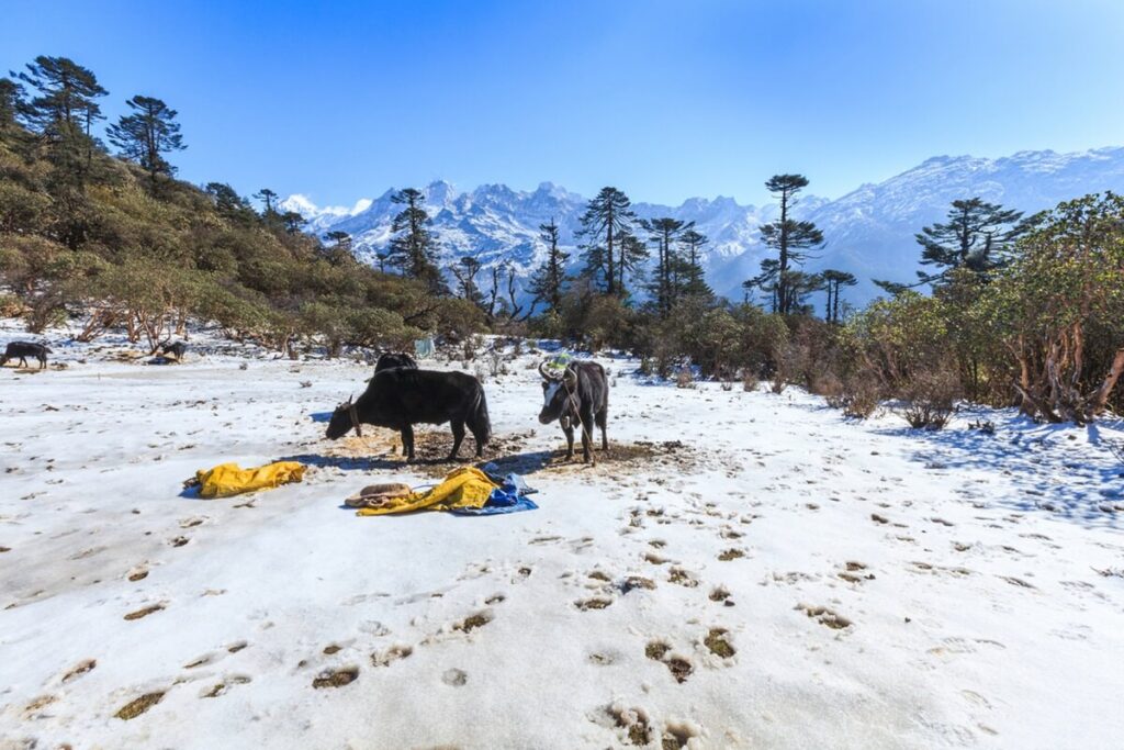 Kanchenjunga National Park, Pelling, Sikkim