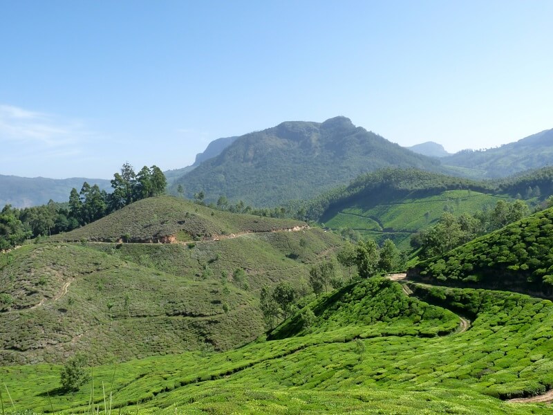 Kannan Devan Hills of Munnar