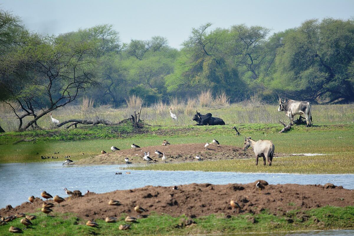 Keoladeo National Park Bharatpur bird sanctuary, Rajasthan