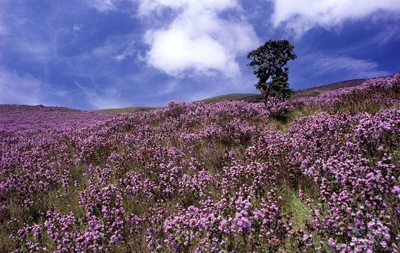 Neelakurinji, Munnar, Kerala