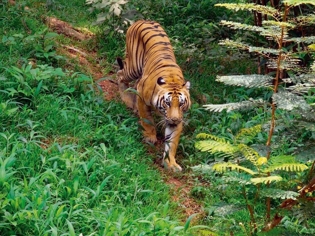 Periyar Tiger Reserve, Kerala