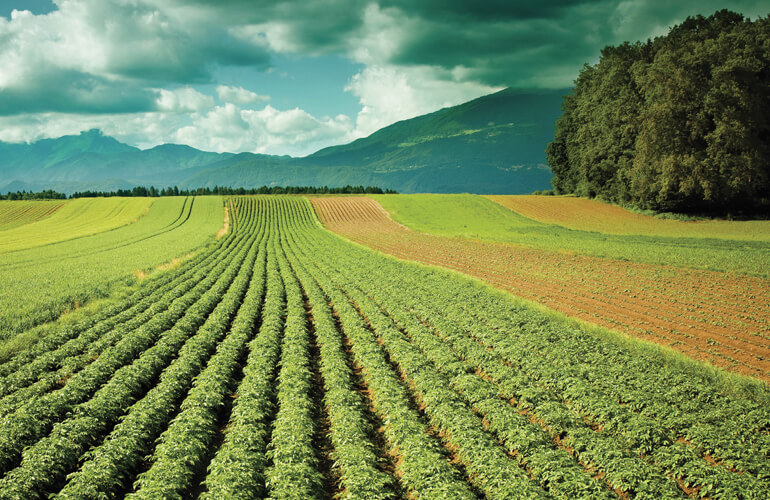 Potato Farm, Dhanaulti, Uttarakhand