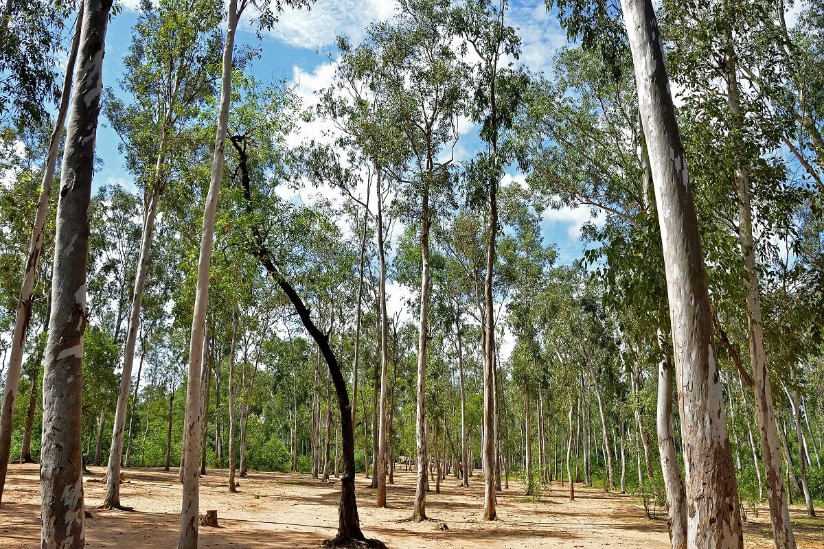 Sonajhuri Forest, West Bengal