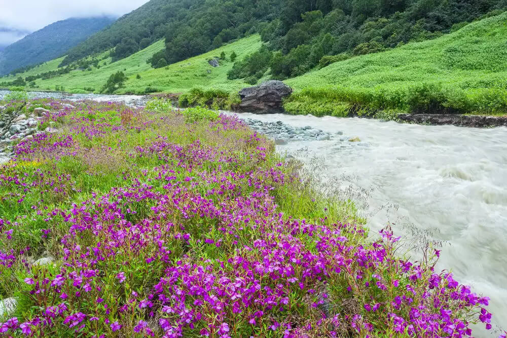 Valley of Flowers Uttarakhand