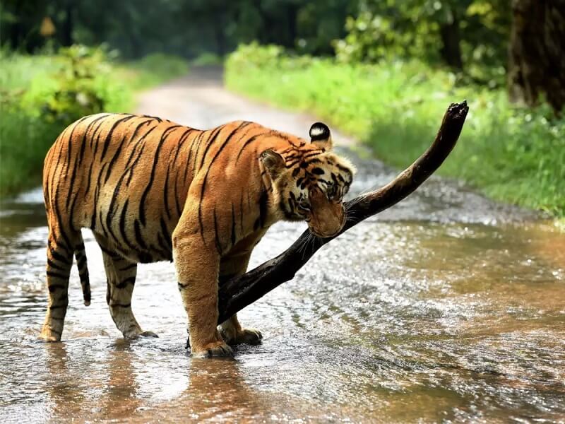 Top 10 Wildlife Sanctuaries and National Parks in Kerala - Tusk Travel