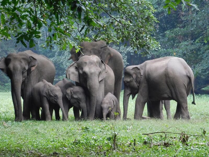Elephants in Karnataka