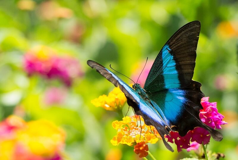 Sammilan Shetty's Butterfly Park, Mangalore