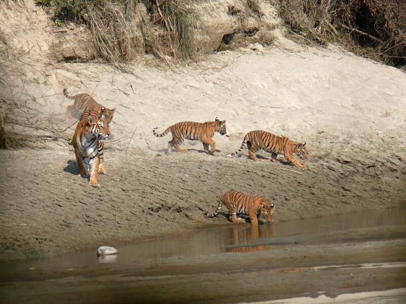 Bardia National Park, Nepal