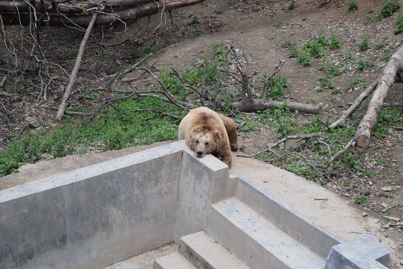 Bear of Himalayan Nature Park, Kufri, Himachal Pradesh
