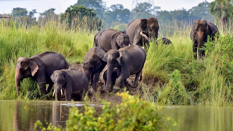 Elephants Reserve, Kaziranga, Assam