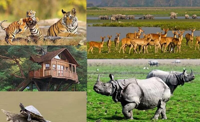 Why Kaziranga National Park is Famous? 10 Interesting Facts - Tusk Travel Why Kaziranga National Park is Famous? 10 Interesting Facts - Tusk Travel
