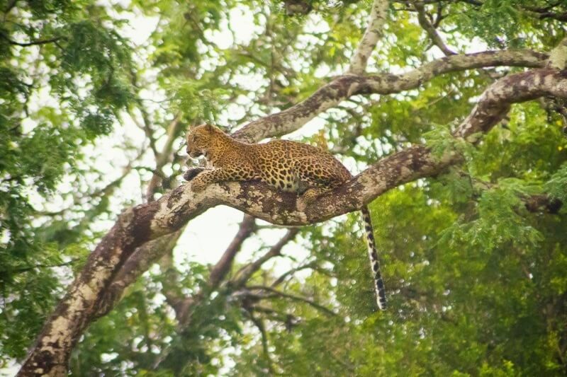 Leopard in Yala National Park, Sri Lanka