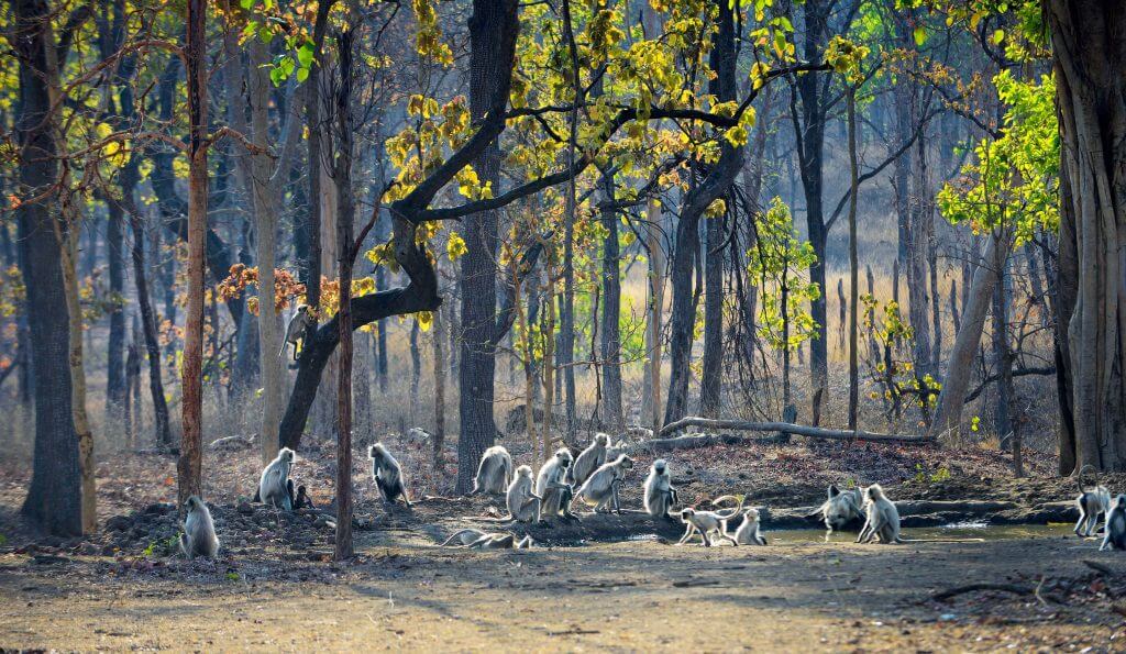 Pench National Park Madhya Pradesh