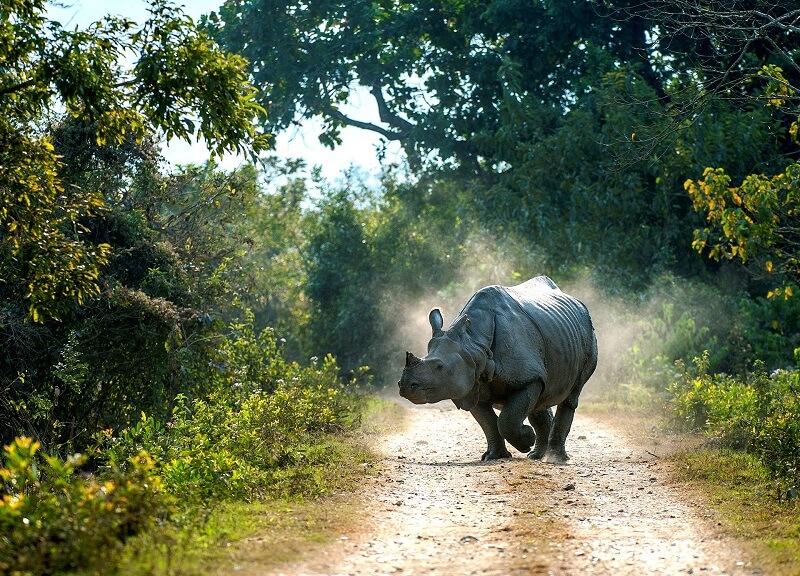 Rhinos in Kaziranga, Assam