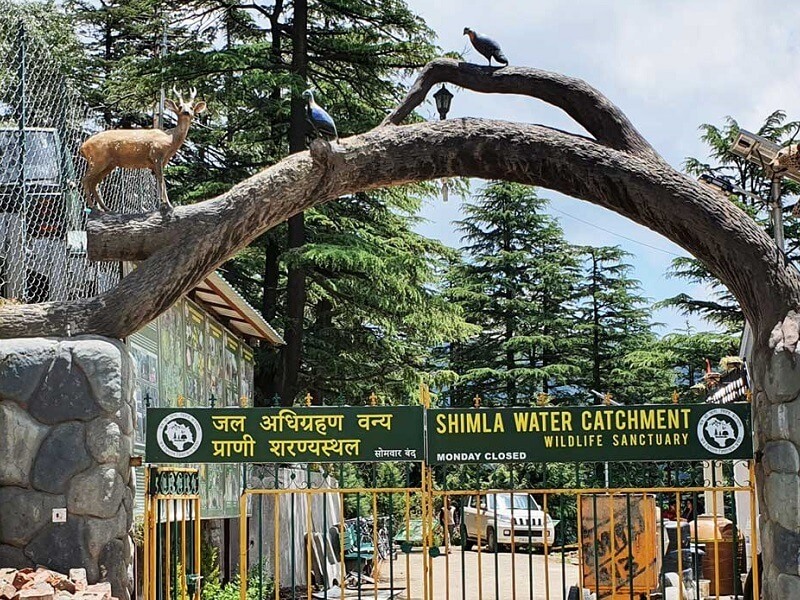 Shimla Water Catchment Wildlife Sanctuary, Kufri, Himachal Pradesh