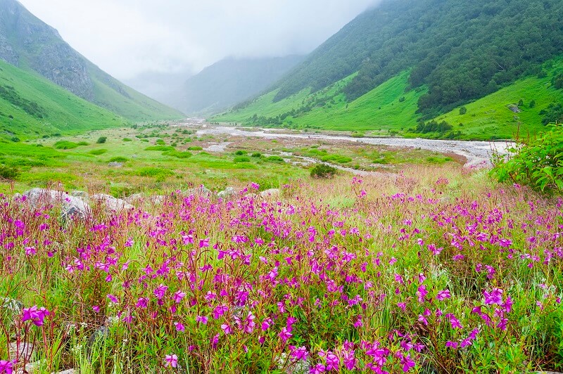 Valley of Flowers, Uttarakhand