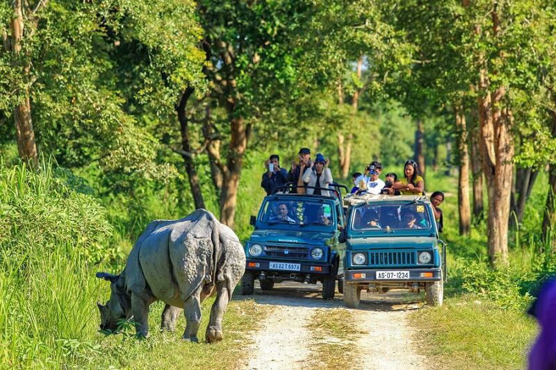 Wildlife Jeep Safari in kaziranga, Assam