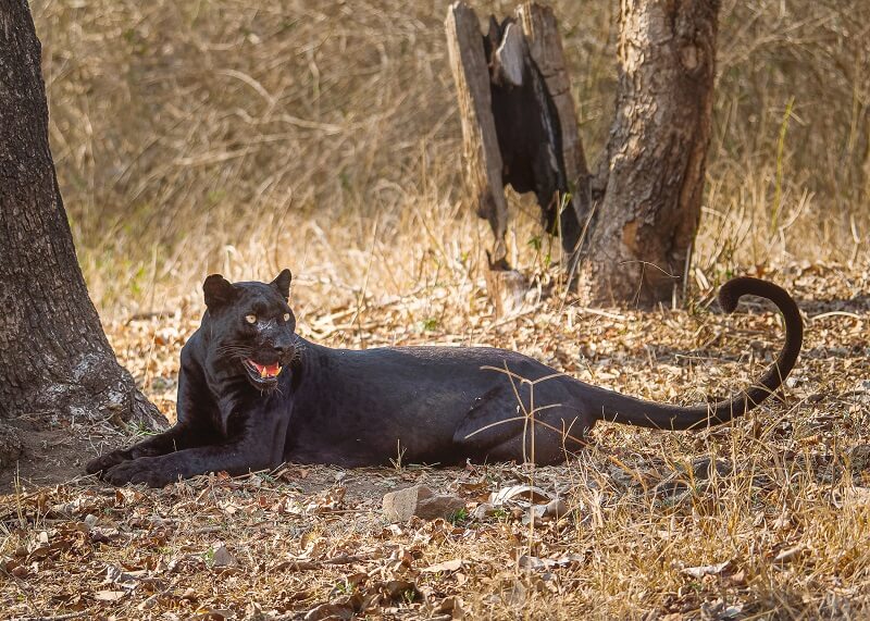 Black Panthar, Nagarhole National Park, Karnataka