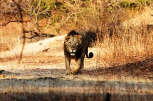 Gujarat's Gir forest Jungle Safari