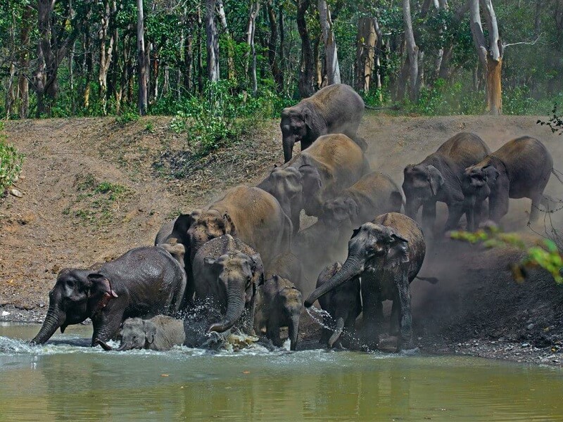 Rajaji National Park, Uttarakhand