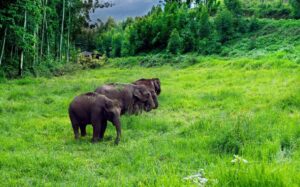 Kerala elephant in December weather