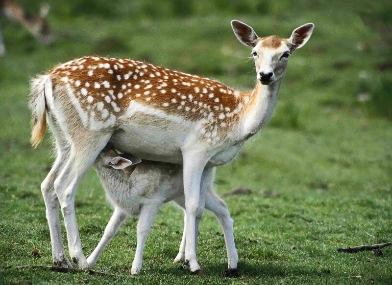 Askot Sanctuary Pithoragarh, Uttarakhand