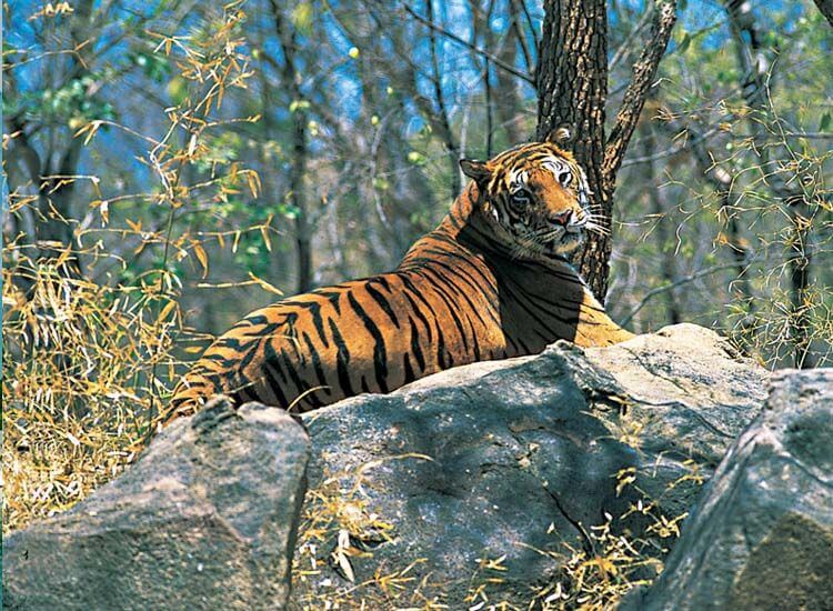 Bandli Sanctuary, Himachal