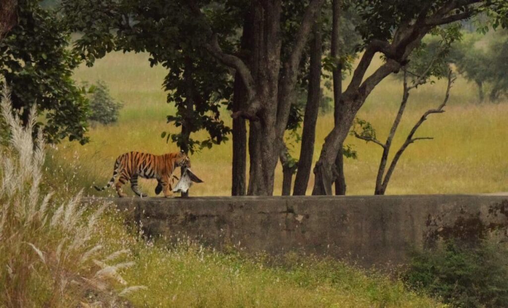 How to reach Bandhavgarh National Park