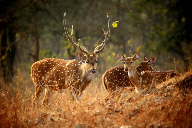 Kanchula Korak Musk Deer National Park, Uttarakhand