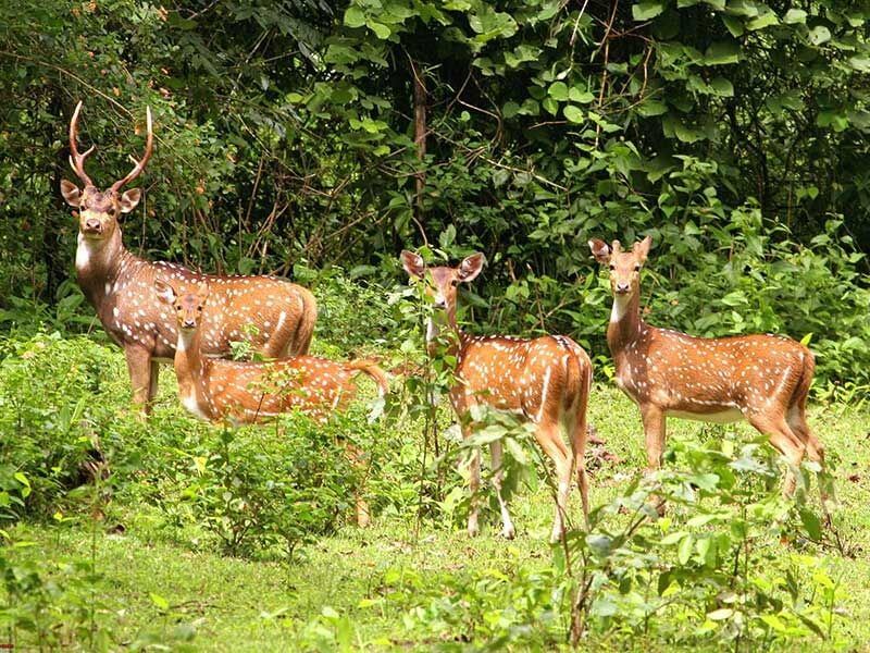 Kanwar Wildlife Sanctuary, Himachal