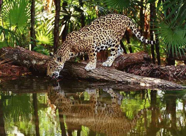 Simbalbara National Park, Himachal