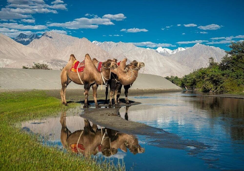 Twin Humped Camels (Bactrian Camel), Ladakh