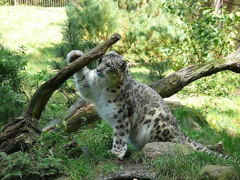 10 Best Wildlife National Parks in Himachal Pradesh - Tusk Travel 10 Best Wildlife National Parks in Himachal Pradesh - Tusk Travel