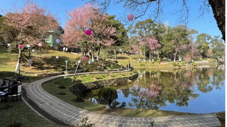Cherry Blossom Festival Shillong Meghalaya 2023