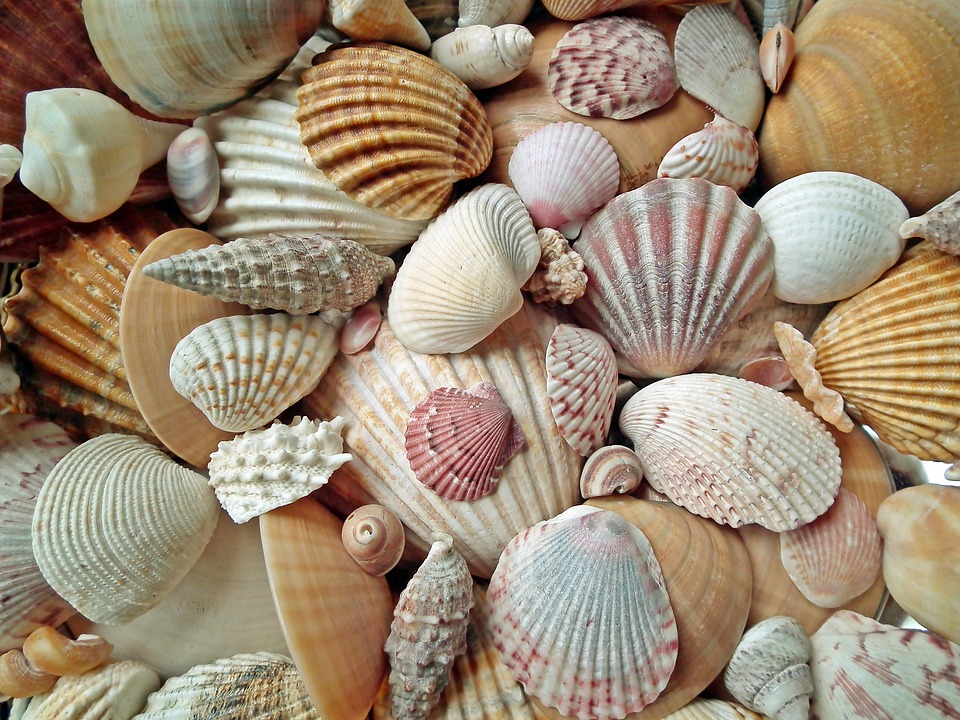Sea-shells